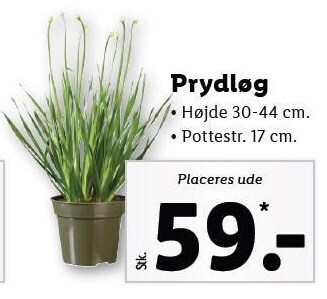 Lidl Prydløg tilbud