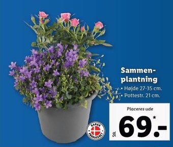 Lidl Sammenplantning tilbud