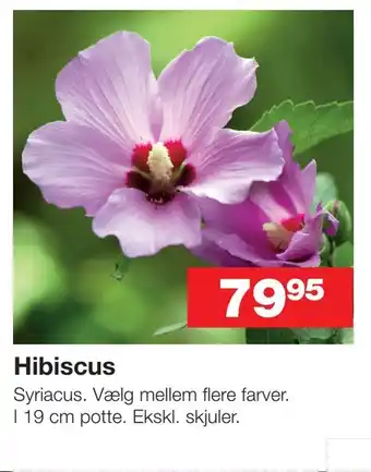 Hibiscus