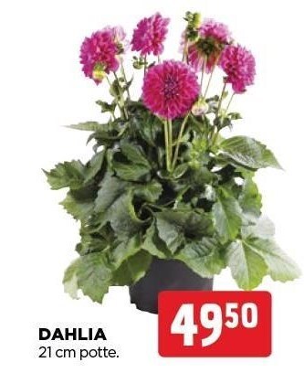 jem & fix Dahlia tilbud