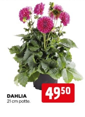 Ukendt planter