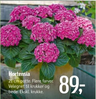 Hortensia