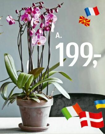 Føtex Orkidé tilbud