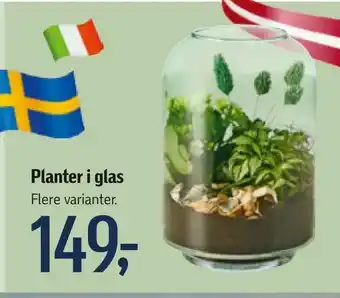 Føtex Planter i glas tilbud