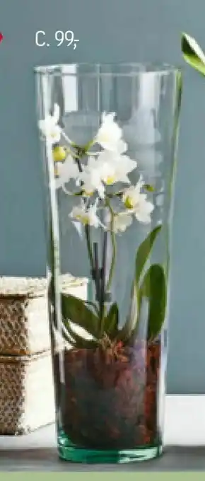Føtex Orkidé i glas tilbud