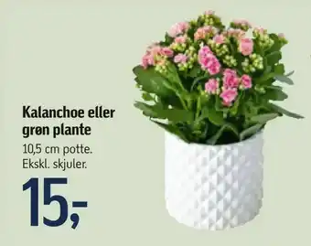 Føtex Kalanchoe eller grøn plante tilbud