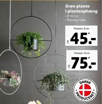 Let-Køb Grøn plante i planteophæng tilbud