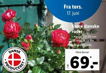 Store danske roser