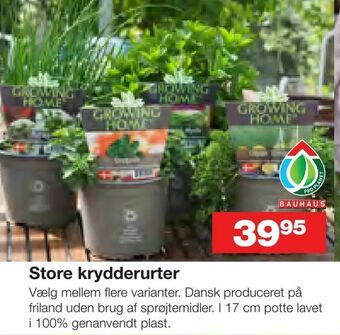 Bauhaus Store krydderurter tilbud