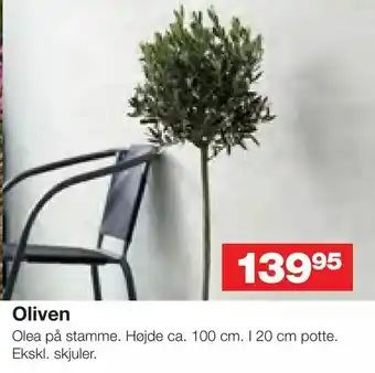 Bauhaus Oliven tilbud