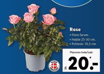 Lidl Rose tilbud
