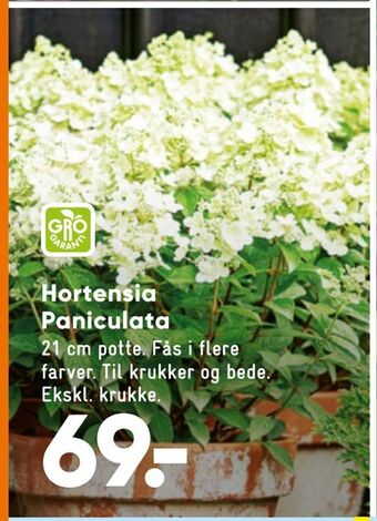 Hortensia Paniculata