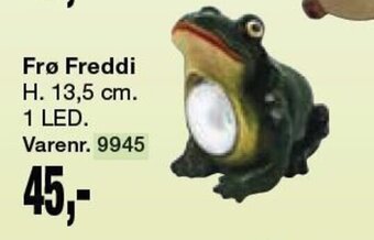 Harald Nyborg Frø Freddi tilbud