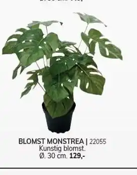 Daells Bolighus Blomst monstrea tilbud