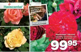 Bauhaus Haveroser i blomst tilbud