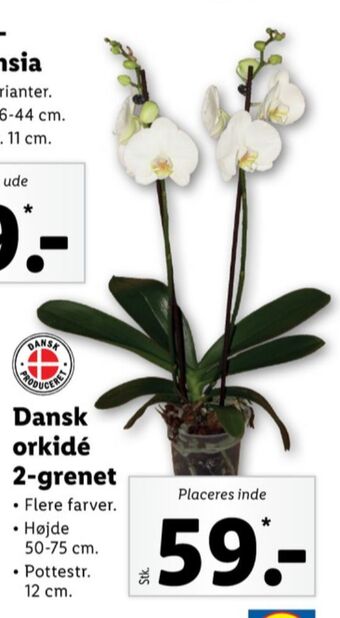 Lidl Ukendt planter tilbud