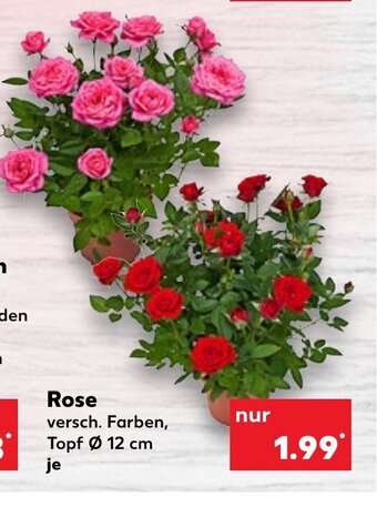 Rose