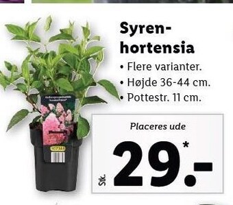 Lidl Syren hortensia tilbud