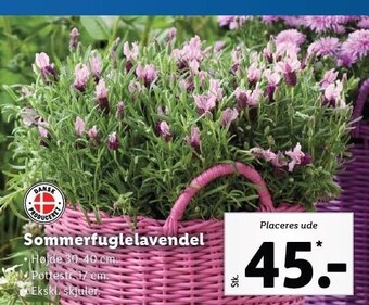 Lidl Sommerfuglelavendel tilbud