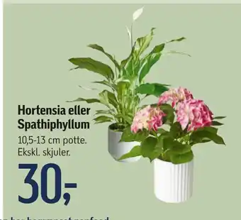 Føtex Hortensia eller Spathiphyllum tilbud