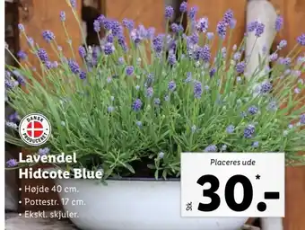 Lidl Lavendel Hidcore Blue tilbud