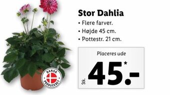 Lidl Stor Dahlia tilbud