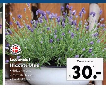 Lidl Lavandel Hidcote Blue tilbud