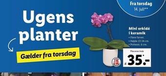 Lidl Orkidé i keramik tilbud