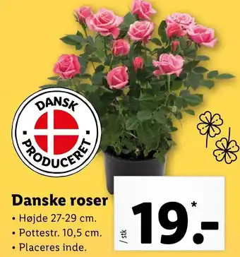 Lidl Danske Roser 27-29 cm tilbud