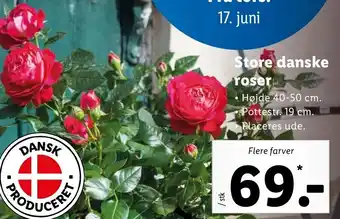 Lidl Store Danske Roser tilbud