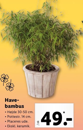 Lidl Have Bambus tilbud