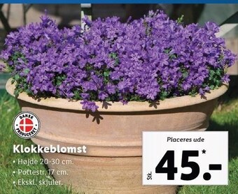 Lidl Klokkeblomst tilbud