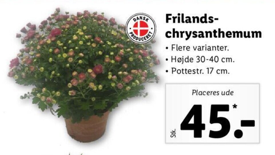 Frilandschrysanthemum tilbud hos Lidl