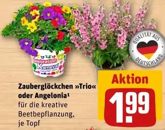 Zauberglöckchen trio oder angelonio