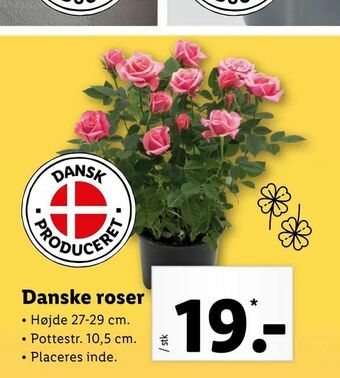 Danske roser
