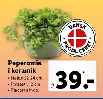 Peperomia i keramik