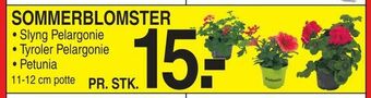 ABC Lavpris Sommerblomster tilbud