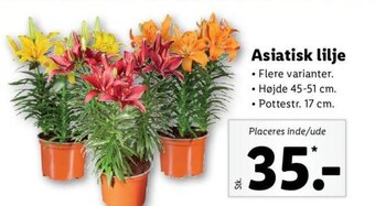 Lidl Asiatisk Lilje tilbud