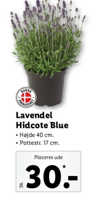 Lidl Lavendel Hidcote Blue tilbud