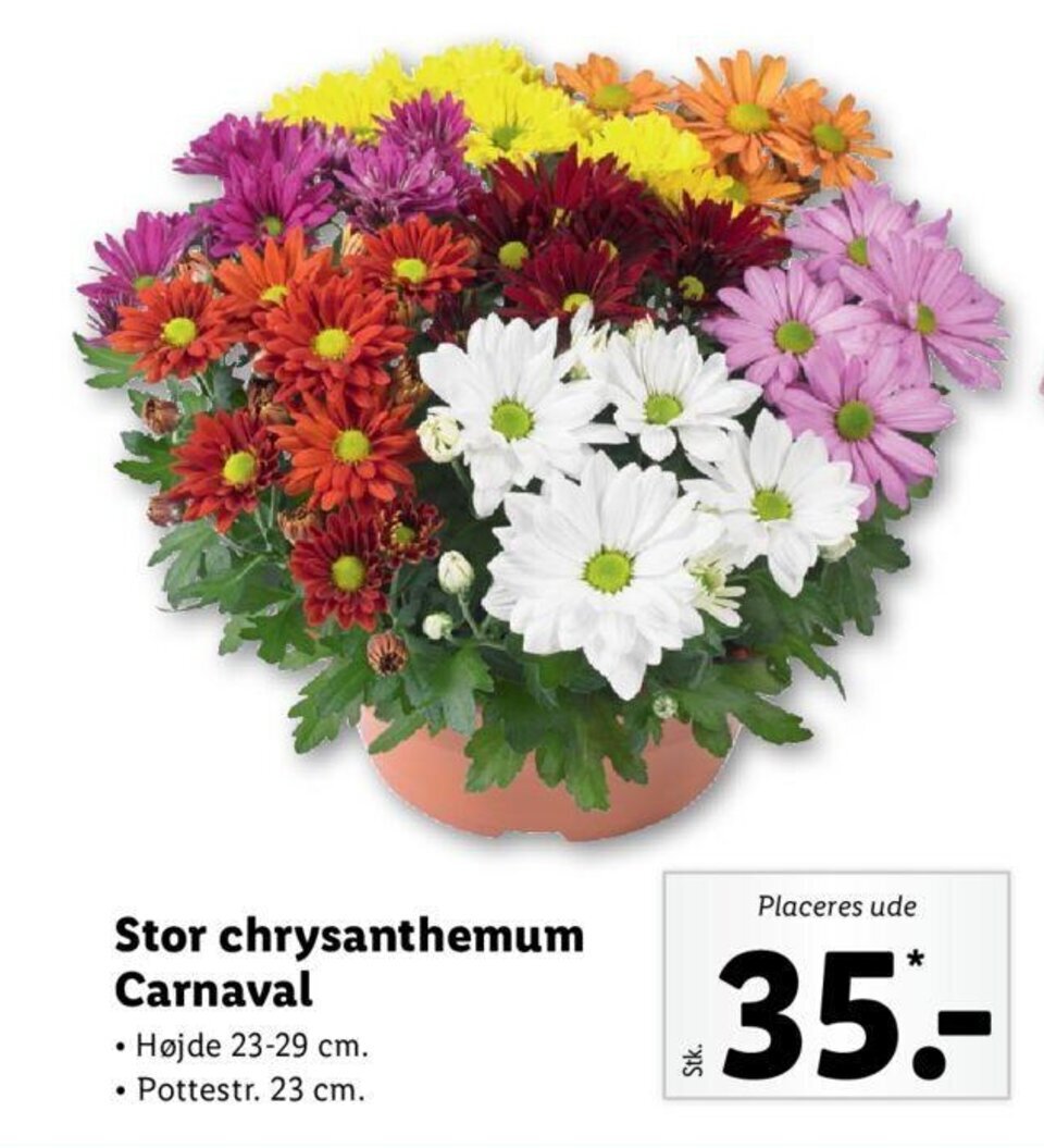 Stor chrysanthemum Carnaval tilbud hos Lidl