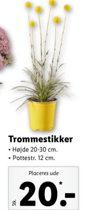 Trommestikker