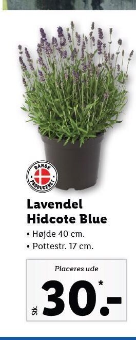 Lidl Lavendel hidcote blue tilbud