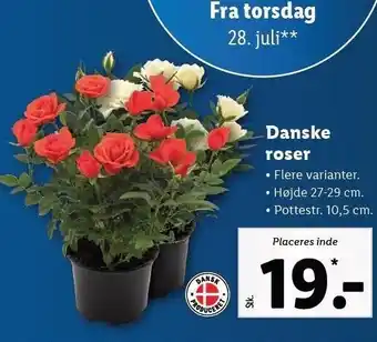 Lidl Danske roser tilbud