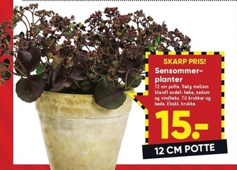 Sensommer planter