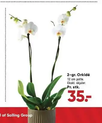 Bilka 2 - gr. orkidé - 12 cm tilbud