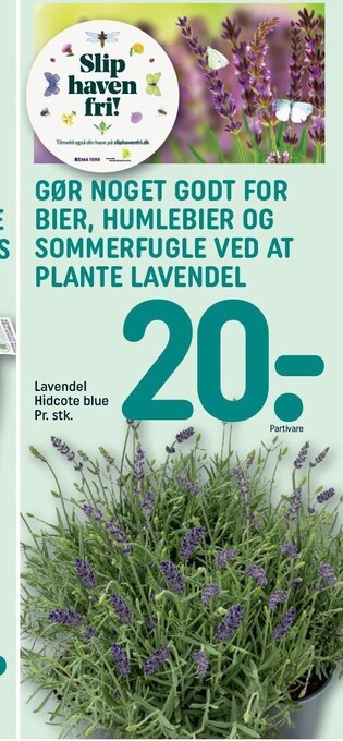 REMA 1000 Lavendel hidcote blue tilbud