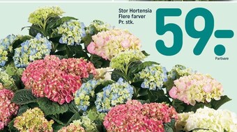 REMA 1000 Stor hortensia tilbud