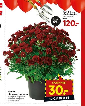 Bilka Have chrysanthemum tilbud