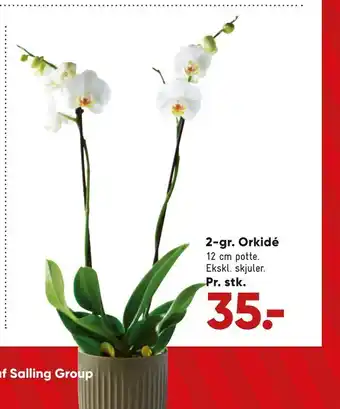 2-gr. orkidé
