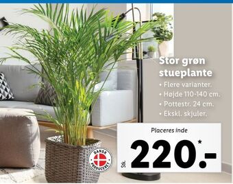 Lidl Stor grøn stueplante tilbud